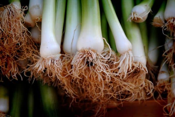 Seasonal Food – Nutrition Low-Down on Leeks