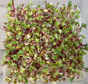 Sprouted Seeds