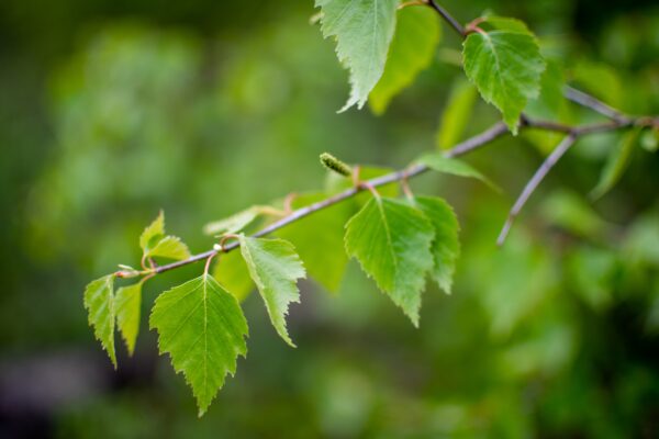 Are You Suffering from Seasonal Allergies or Histamine Intolerance